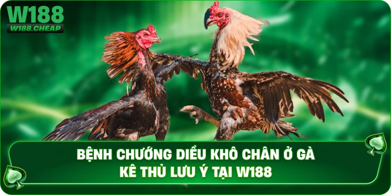 Bệnh Chướng Diều Khô Chân Ở Gà - Kê Thủ Lưu Ý Tại W188